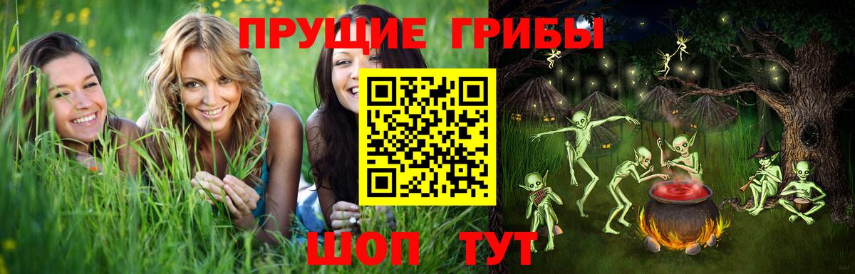 Галлюциногенные грибы Psilocybe Грозный